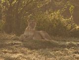 Leeu / Lion