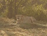 Leeu / Lion