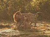 Leeu / Lion