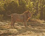 Leeu / Lion