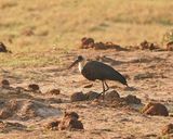 Wolnekooievaar / Woolly-necked Stork