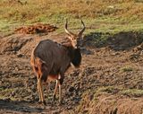 Njala / Nyala
