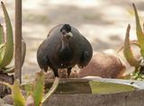Kuifkoptarentaal / Crested Guineafowl