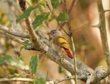 Gewone Melba / Green-winged Pytilla