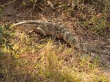 Veldlikkewaan / Rock Monitor