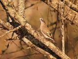 Groenvlerkduiffie / Emerald-spotted Wood Dove