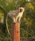 Blouaap / Vervet Monkey