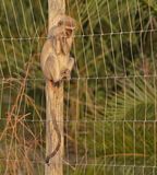 Blouaap / Vervet Monkey