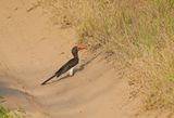 Gekroonde Neushoringvoël / Crowned Hornbill