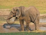 Savanne-olifant / African Elephant