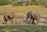 Savanne-olifant / African Elephant