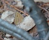 Moeraswagter / Eyed Bush Brown