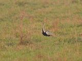 Langbeenkorhaan / Black-bellied Bustard