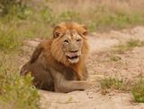 Leeu / Lion