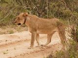 Leeu / Lion
