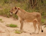 Leeu / Lion