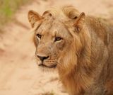 Leeu / Lion