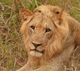 Leeu / Lion