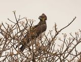 Breëkoparend / Martial Eagle