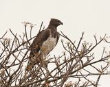 Breëkoparend / Martial Eagle