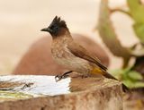 Swartoogtiptol / Black-eyed Bulbul
