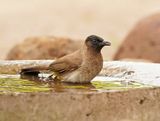 Swartoogtiptol / Black-eyed Bulbul