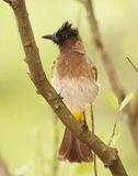 Swartoogtiptol / Black-eyed Bulbul