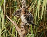 Rietduiker / Reed Cormorant