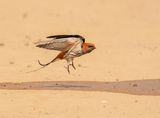Kleinstreepswael / Lesser Striped Swallow