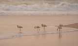 Grootflamink / Greater Flamingo