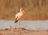 Nimmersat / Yellow-billed Stork