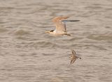 Geelbeksterretjie / Swift Tern