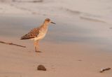 Kemphaan / Ruff