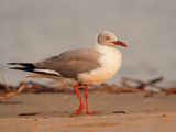 Gryskopmeeu / Grey-headed Gull