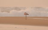 Grootflamink / Greater Flamingo