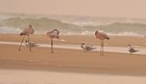 Grootflamink / Greater Flamingo