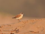 Vaalstrandkieiwet / White-fronted Plover
