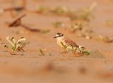 Vaalstrandkieiwet / White-fronted Plover