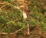 Gekroonde Neushoringvoël / Crowned Hornbill