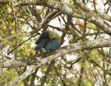 Mosambiekloerie / Livingstones Turaco