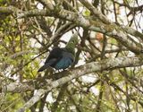 Mosambiekloerie / Livingstones Turaco