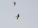 Kleinwindswael / Little Swift