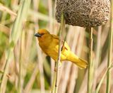 Goudwewer / African Golden Weaver