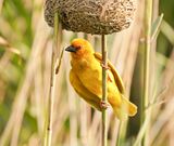 Goudwewer / African Golden Weaver