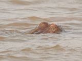 Seekoei / Hippo