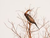 Slanghalsvoël / African Darter