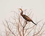 Slanghalsvoël / African Darter