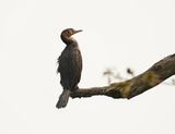 Rietduiker / Reed Cormorant