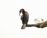 Rietduiker / Reed Cormorant