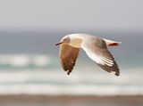 Gryskopmeeu / Grey-headed Gull